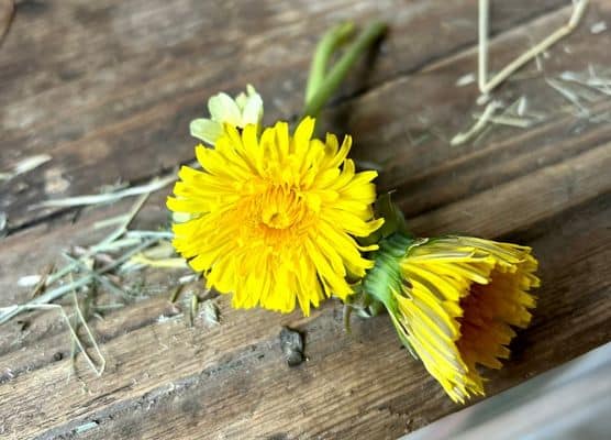 zwei Löwenzahnblüten auf rustikalem Holzbrett