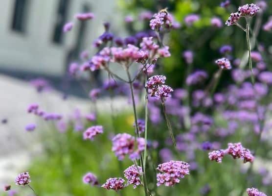 Zierverbene (Verbena bonariensis) mit violetten Blütendolden im Garten