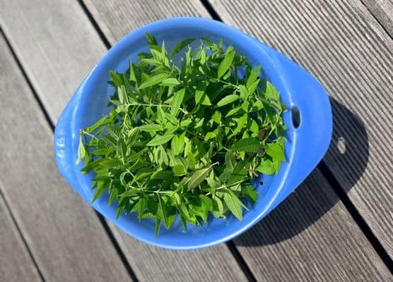 Frisch geerntete Zitronenverbene in blauer Schüssel auf Holzterrasse